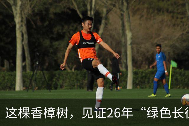 这棵香樟树，见证26年“绿色长征”